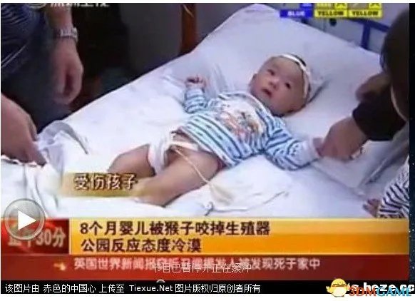 游客喂猴致男婴睾丸被吞食 公园方面反应态度冷漠