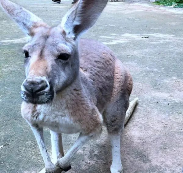 游客扔石头砸袋鼠说明了什么？