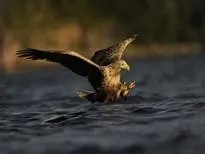 亚洲各国的国鸟是什么?