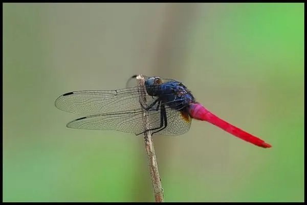 海南首次发现红腹异蜻，红腹异蜻是益虫还是害虫？