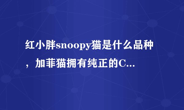 红小胖snoopy猫是什么品种，加菲猫拥有纯正的CFA血统-飞外网