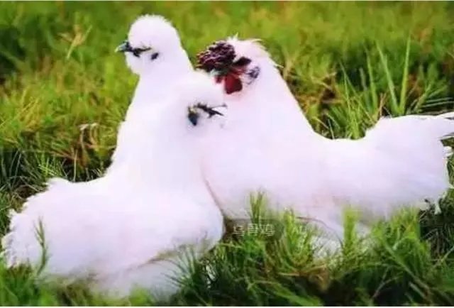 适合湖北农村小型养殖场的散养土鸡哪个品种好?