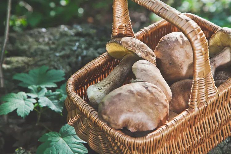 广东祖孙3人食用毒蘑菇致死，这类蘑菇千万别吃