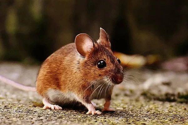 属鼠2020年运势及运程 2020年属鼠人的全年运势