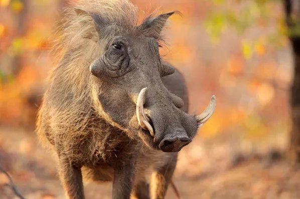 神农架发生野猪非洲猪瘟疫情,为何专家说:危害恐比家猪更严重?