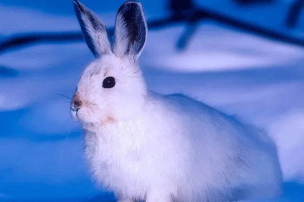 二八佳人打一肖 二八佳人是什么生肖