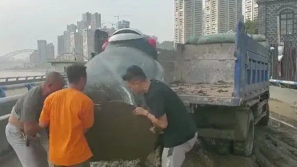 重庆还有一只熊本熊在漂流,熊本熊是否已经被找到?