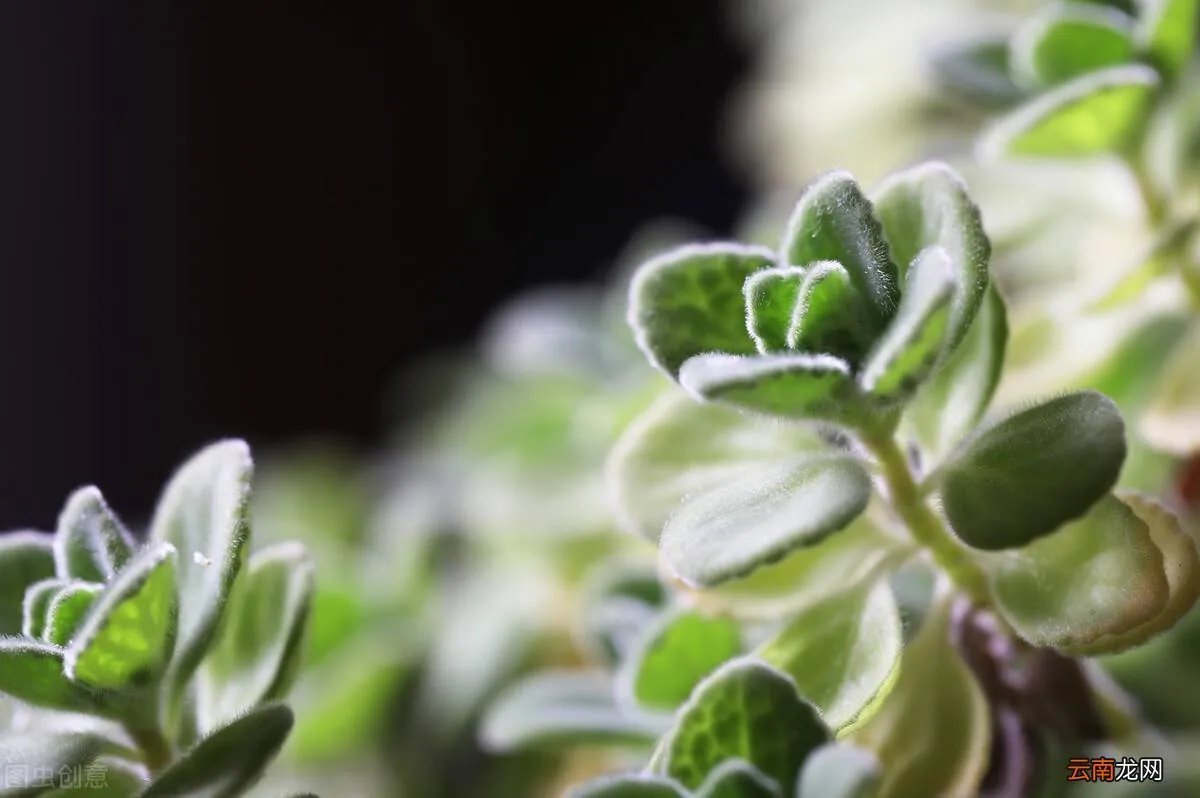 驱蚊效果最好的植物 清香木驱蚊草真的能驱蚊吗