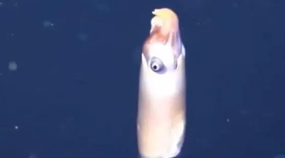 人类首次拍到活的公羊角乌贼是怎么回事 乌贼和鱿鱼有什么区别