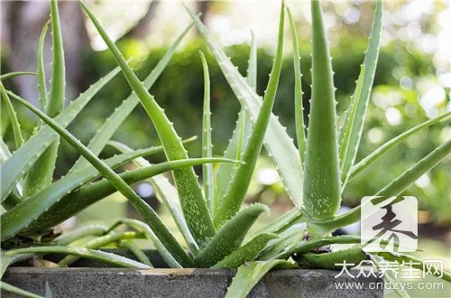 新房除甲醛最好的植物