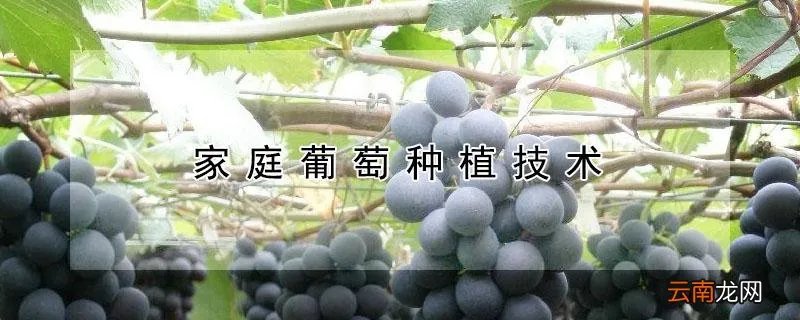 家庭葡萄种植技术