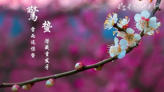 三色堇的功效与作用_三色堇的药用价值