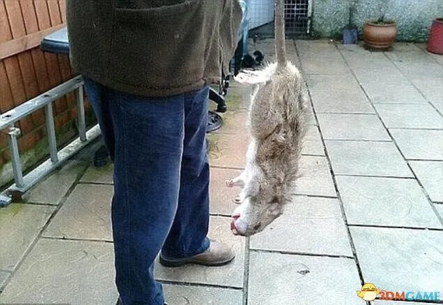 英国频现巨型老鼠 体形堪比家猫对传统老鼠药免疫