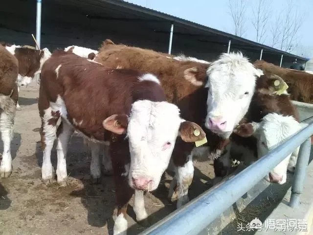 养殖业什么前景最好？