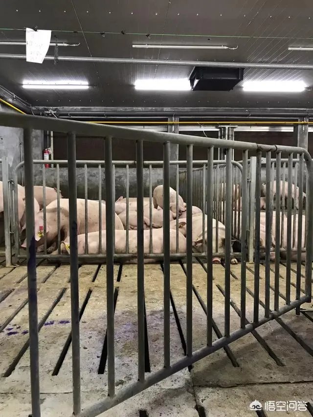 养殖业什么前景最好？