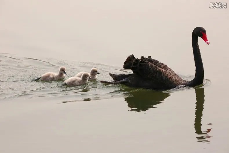 连偷14只黑天鹅 黑天鹅价格多少钱一只