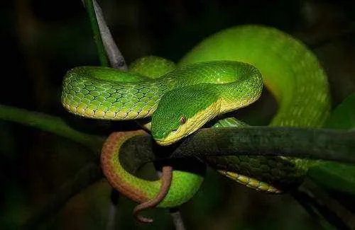 网购宠物蛇被咬进ICU这到底是什么蛇，为何毒性那么强？