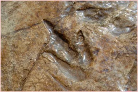 小男孩发现恐龙足迹,你怎么看待这个特别的恐龙迷?