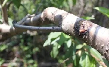 天狗食日暗示什么事发生 天狗食日会有什么后果