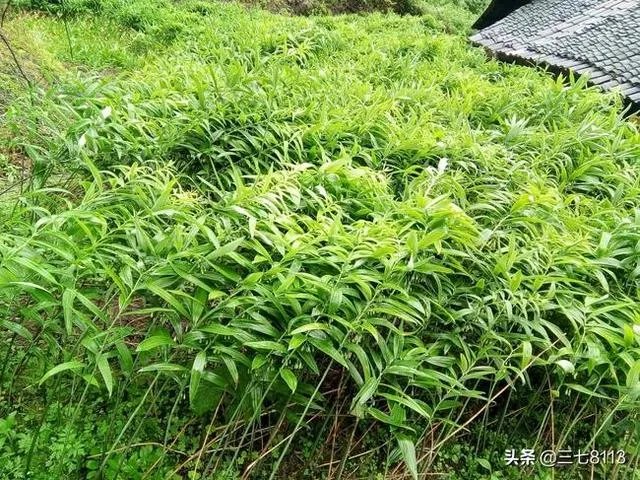 现在种植中药材赚钱吗？