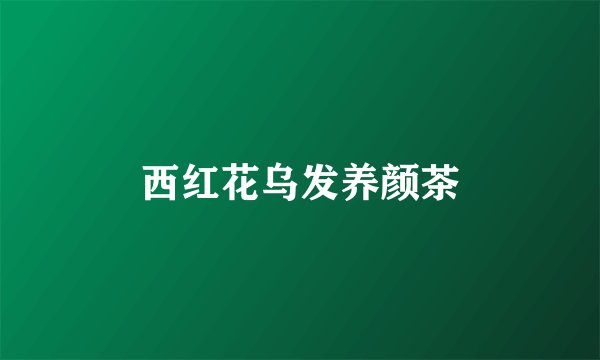 西红花乌发养颜茶