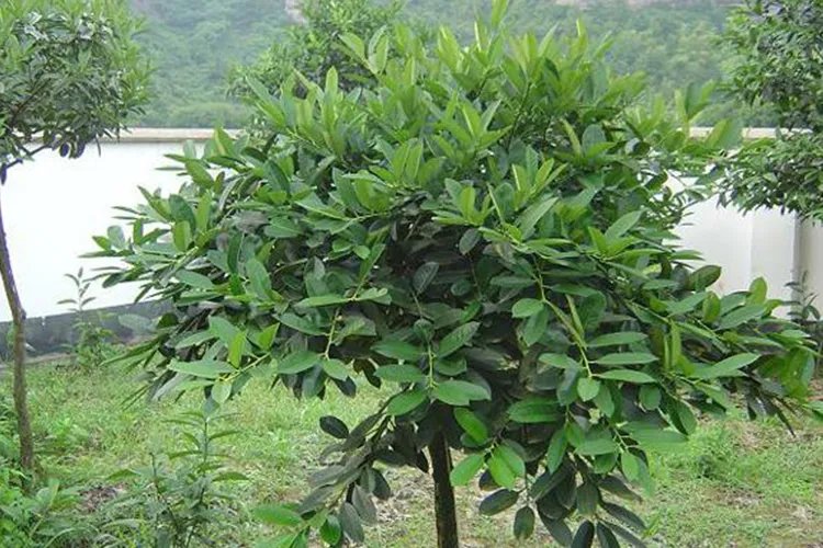 苦丁茶的功效与作用及禁忌和图片