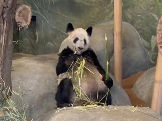 中动协:已派专家在美照料丫丫 丫丫到底什么时候可以回归祖国怀抱？