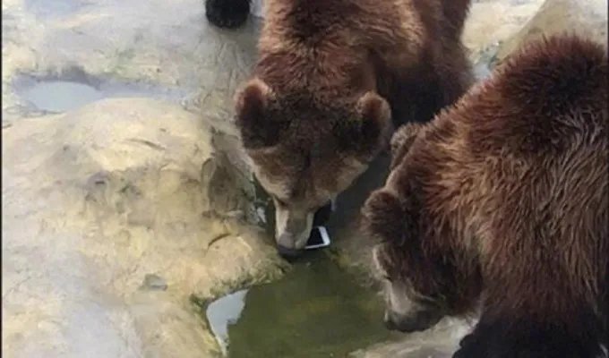 误将手机投喂棕熊是什么情况:真相结果是这样子的