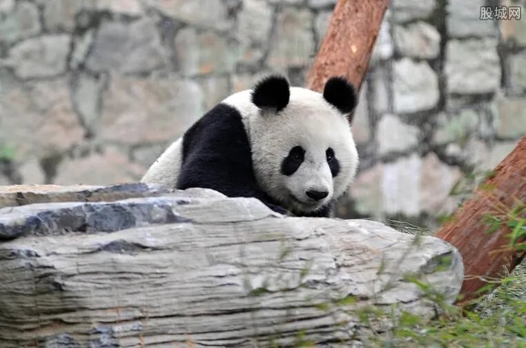 打吊瓶看熊猫免票 女孩被发“护照”终身免票入园