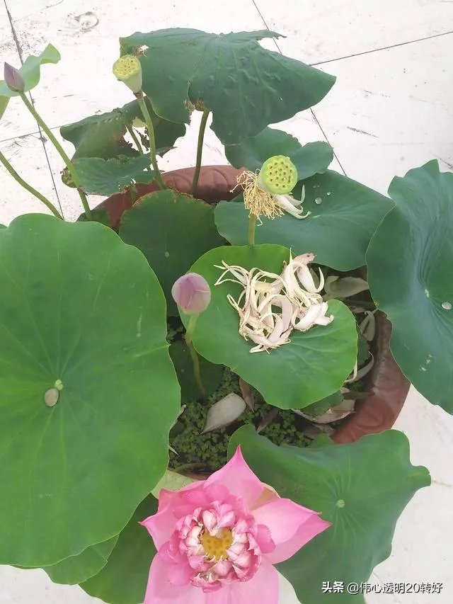 特朗普称输掉大选或离开美国，哪个国家会收留他？