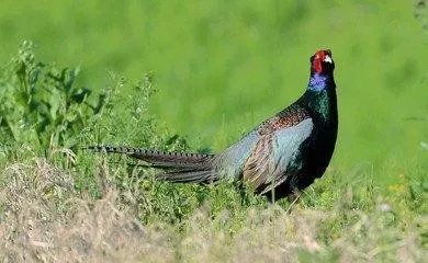 亚洲各国的国鸟是什么?