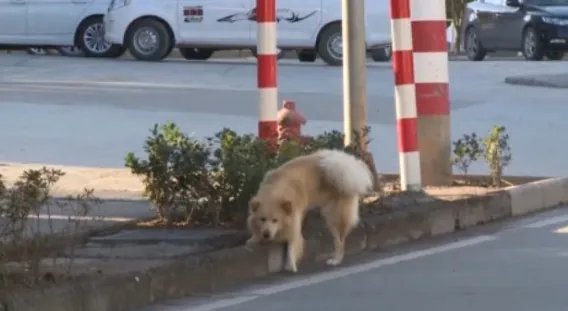 60岁大爷玩轮滑和未牵绳的狗相撞，此事到底是谁的责任？