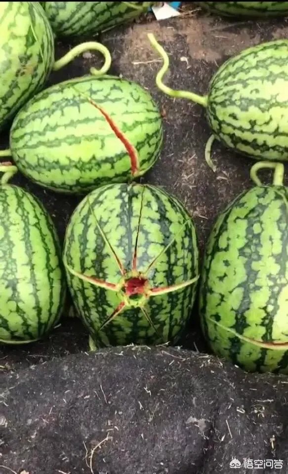 农村果园覆盖的防冰雹网是否能起到作用？