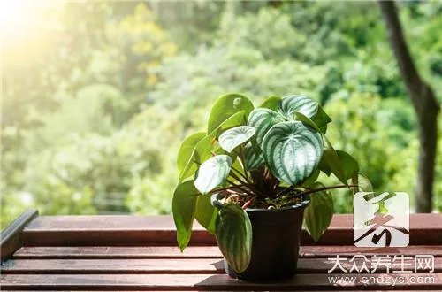 新房除甲醛最好的植物