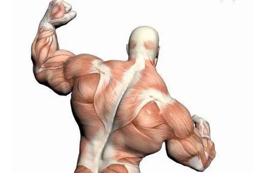 大力水手作者逝世,大力水手有原型么?