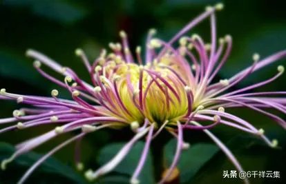 陈林坚23+5三分帮助福建逆转天津，他的三分球能力这么强，为何李楠不带他？