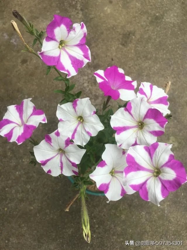 淘宝花店有没有推荐的？