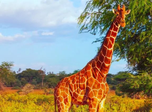 长颈鹿每天的睡眠时间大约是多少  长颈鹿一天一般睡几个小时