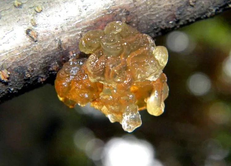 松脂的功效与作用