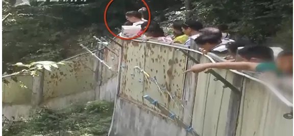 游客为何捡石砸大熊猫?