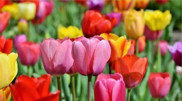 节日的焰火打一成语是什么成语