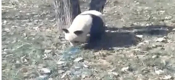 游客为何捡石砸大熊猫?