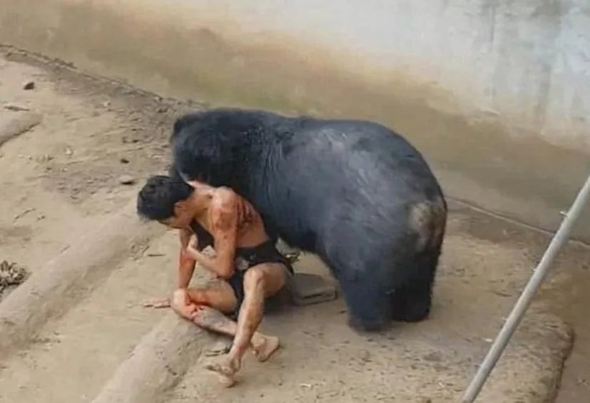 泰游客被黑熊拖咬后还活着吗?