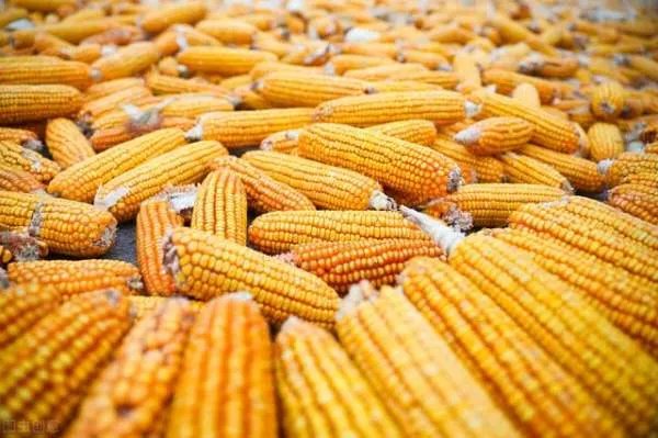 粮库竞拍玉米有大量虫眼,中储粮将会采取怎样的急救工作?