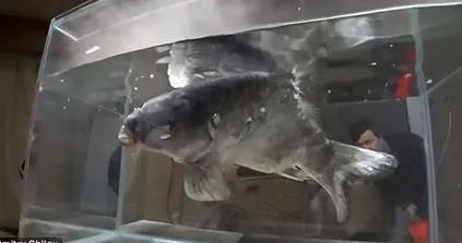 男子把鱼放干冰冷冻 奇迹出现了(图)