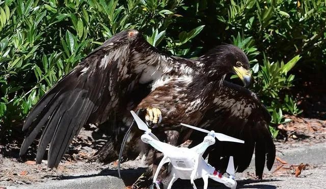 训练老鹰抓无人机有前途吗？