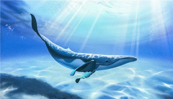 海马和鲸鱼哪个属于真正的鱼