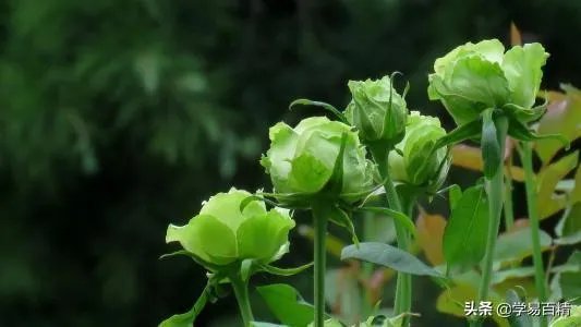 淘宝花店有没有推荐的？