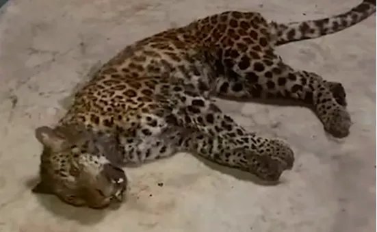 金钱豹出逃一周园方被质疑瞒报，到底发生了什么？