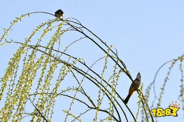 春天随风飘扬的白色柳絮其实是柳树的